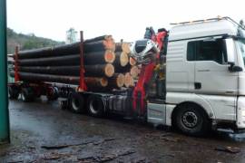 Holztransporter mit Kran beim Laden von Stämmen