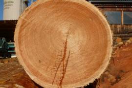 Stirnseite eines dicken Stamms
